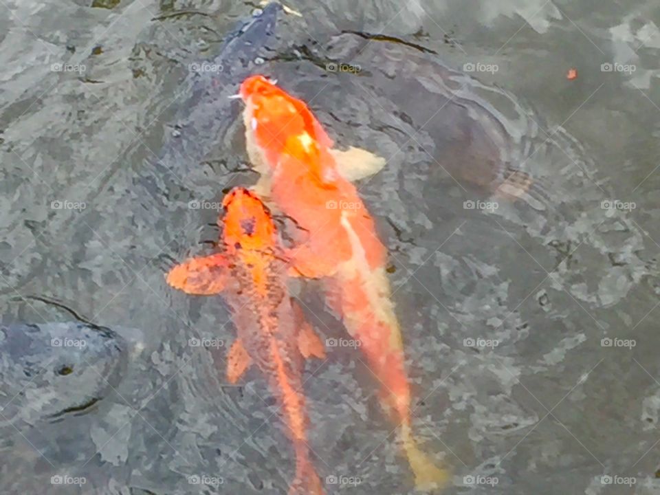 coloured carp nishikigoi