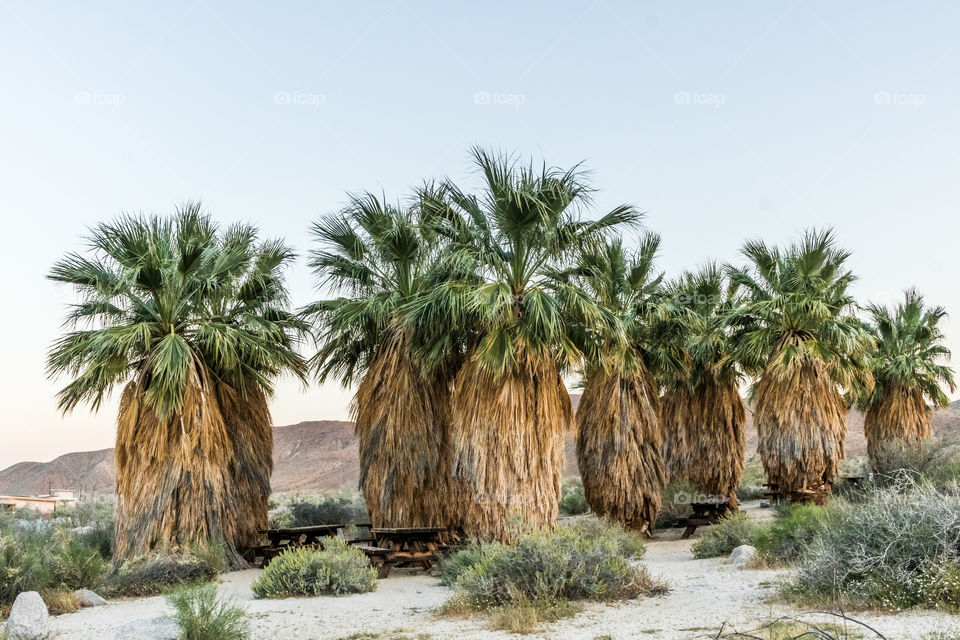 Palm tree in the desert 