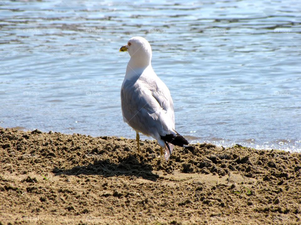 Seagull 