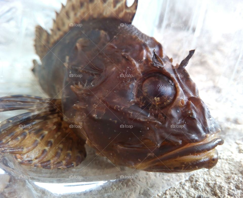 sea fish