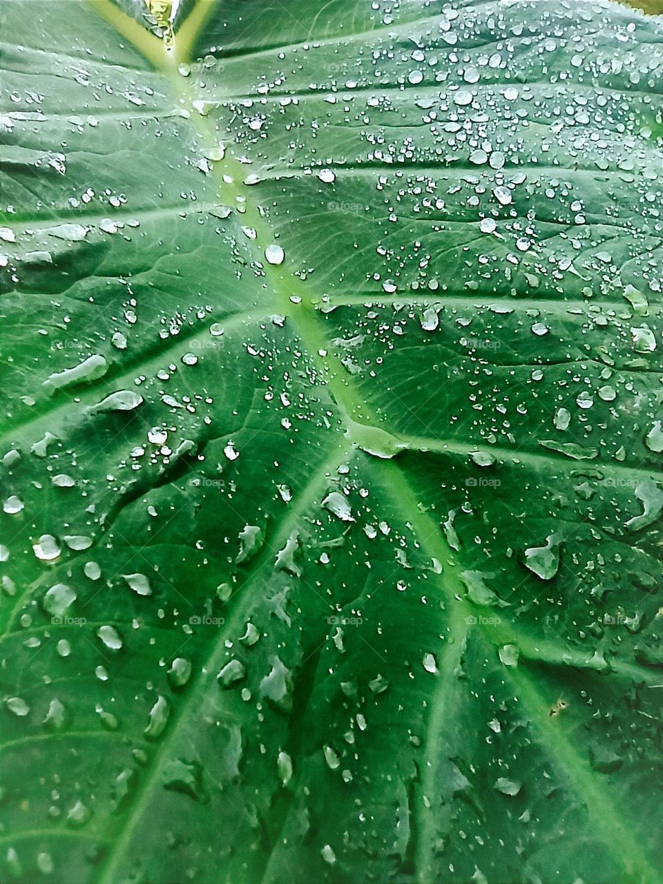GIANT LEAF with dewdrops