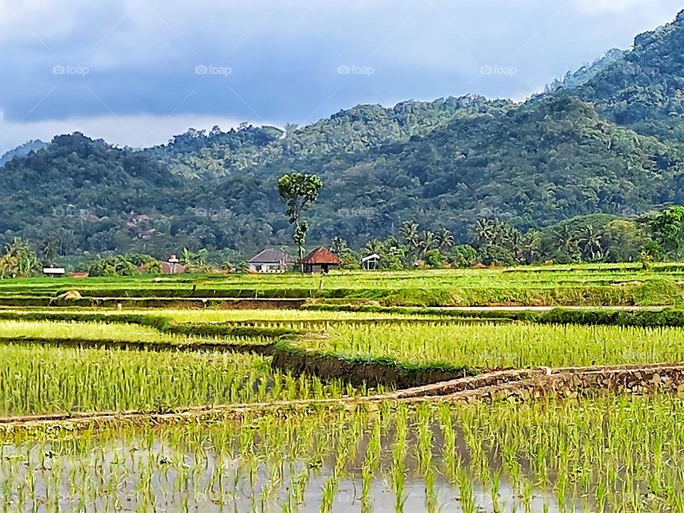 Expanse of Green Rice Fields in One of the Villages in Darmaraja District of Sumedang Regency, Indonesia
