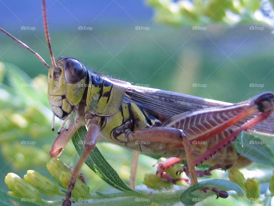 grasshopper