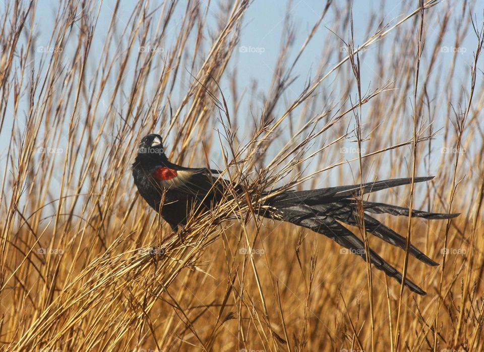 Long-tailed Widowbird.