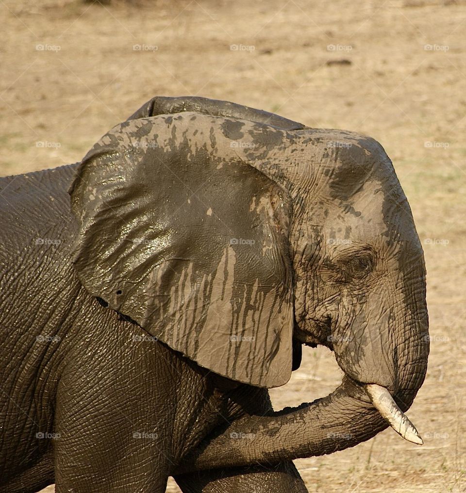 Another close up shot of an elephant 