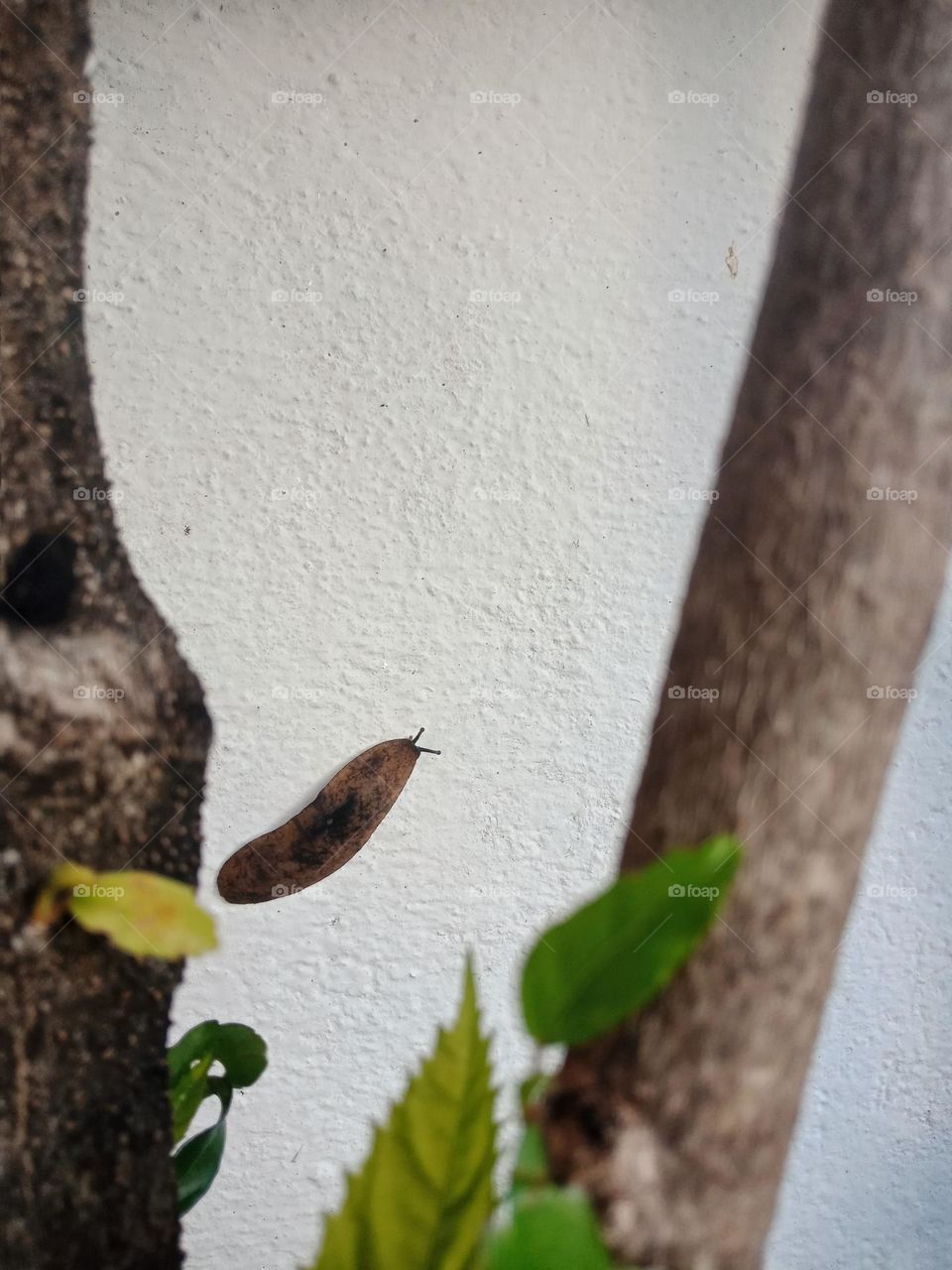 A slug on the wall, garden at home