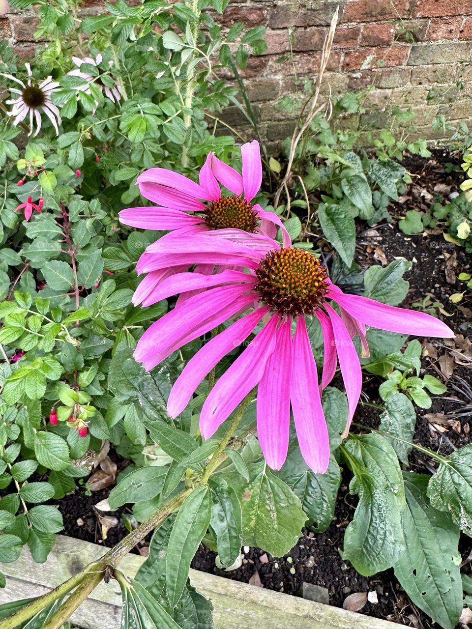 Purple coneflower echinacea growing along the Oxford canal at Hawkesbury Junction in England where it joins the Coventry canal