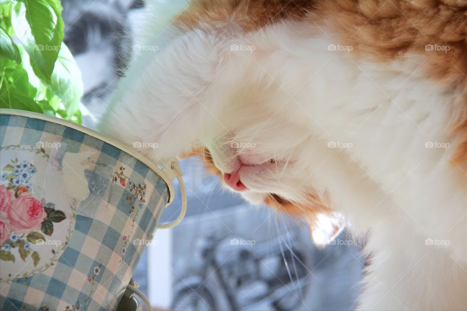 Norwegian forest cat playing with bucket