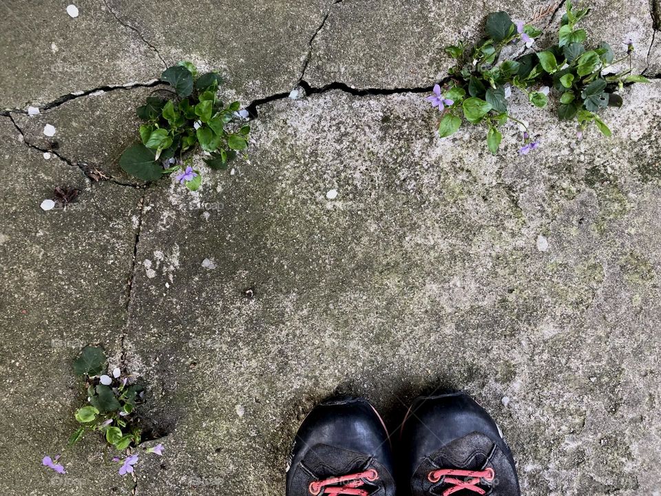 The power of the spring - delicate flowers blooming from a crack 