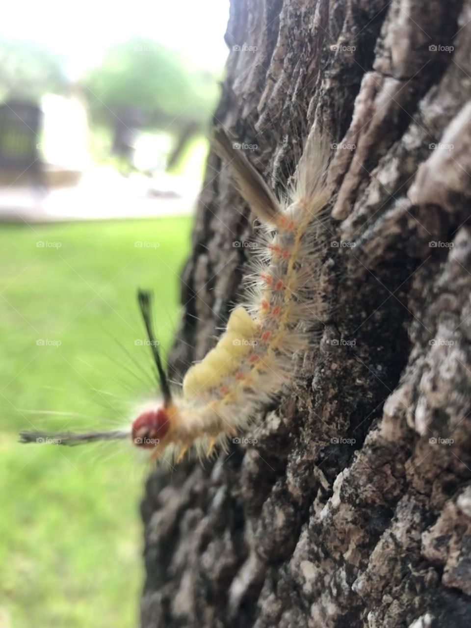 My furry little friends are everywhere out here. This little guy was saying hello from the live oak it was crawling on!