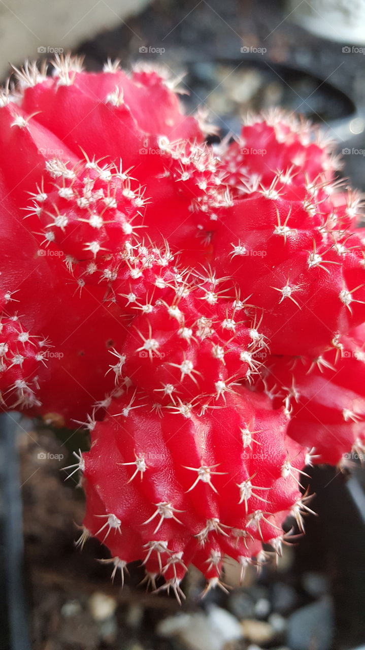 red prickly cactus