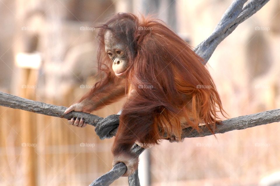 A baby orangutan sitting on rope in his zoo habitat