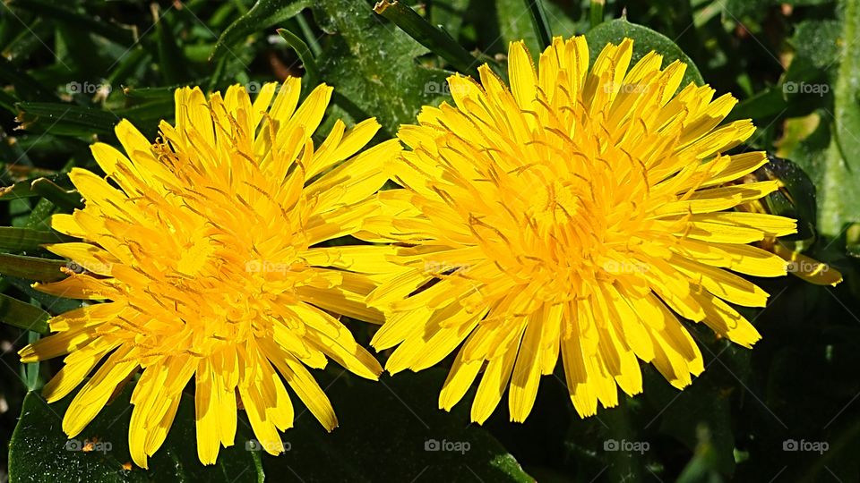 Yellow flowers