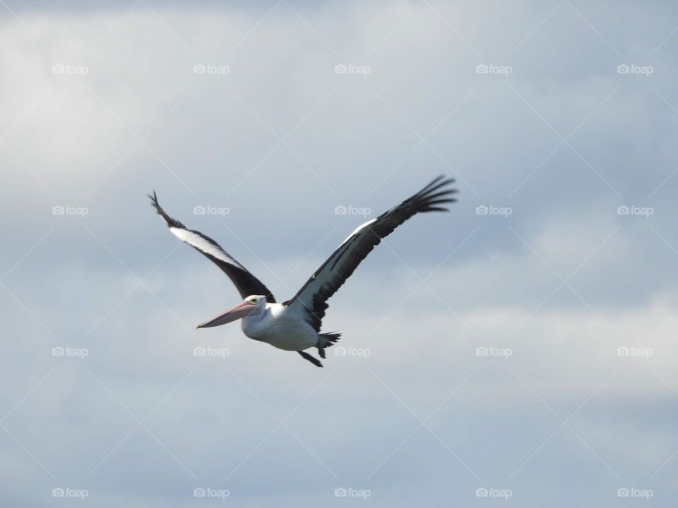 Lone Pelican