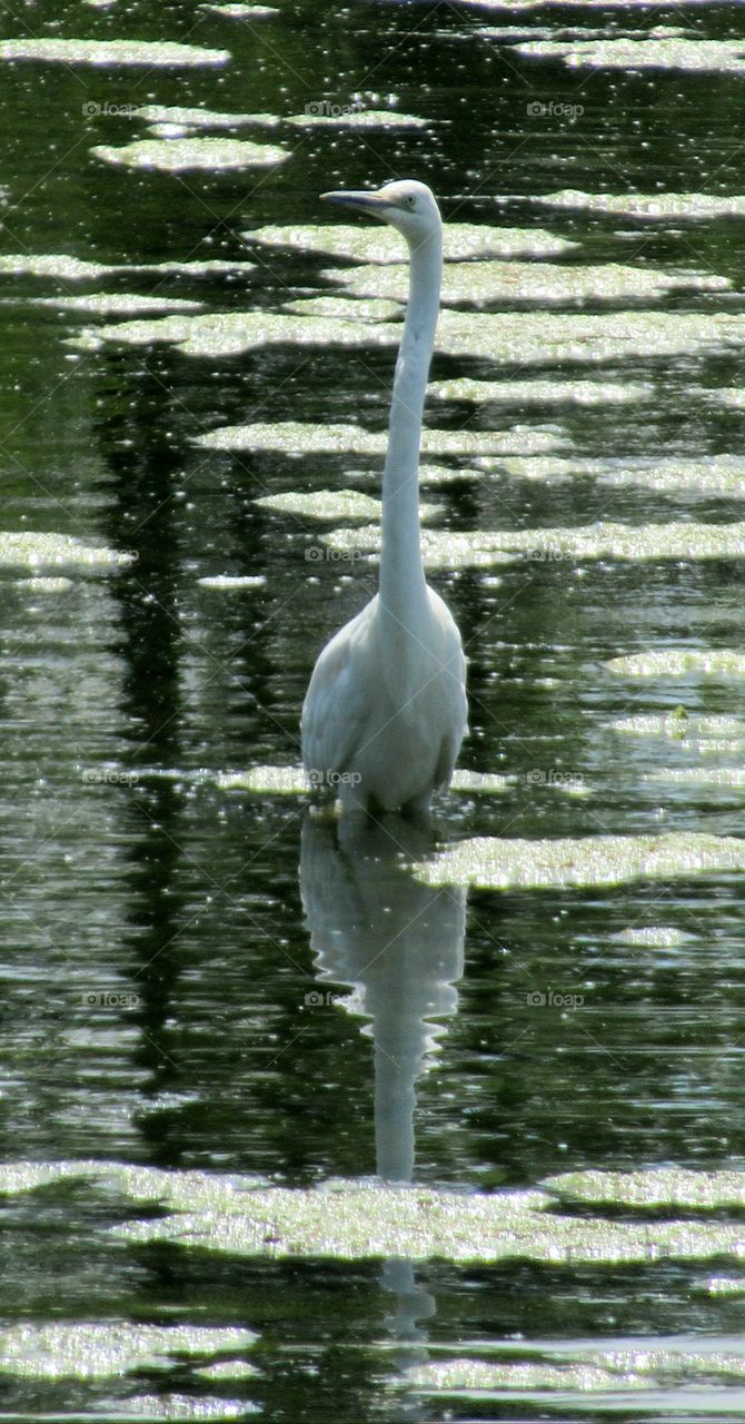 Egret with the spring sunshine shimmering on the lake