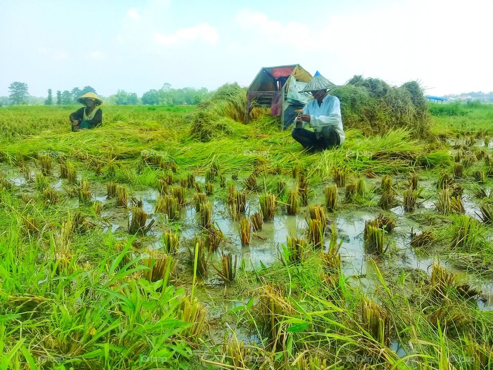 farmers work in the fields