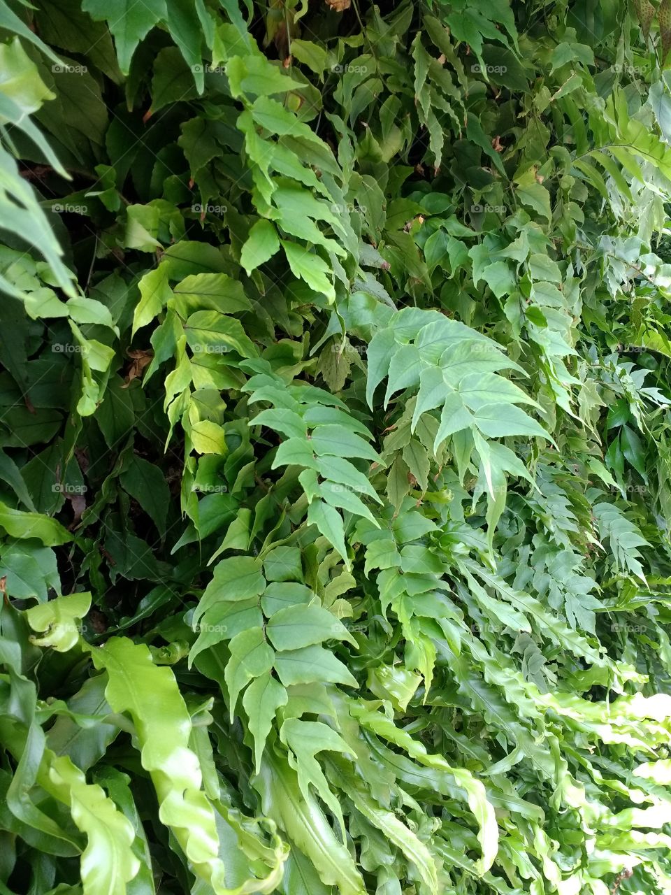 Green fern wall