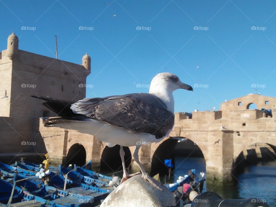 A beautiful  seagull on the wall at essaouira harbour in Morocco