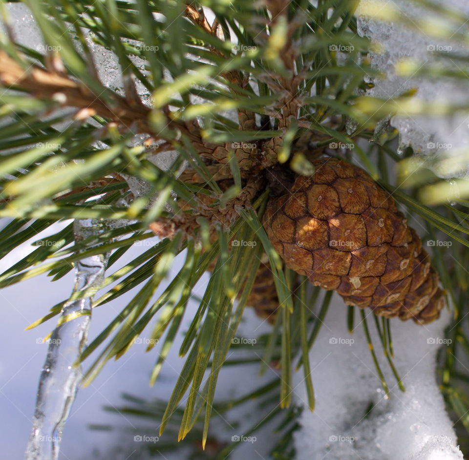 A ponderosa tree pine cone hanging from a snow covered branch amongst the needles with ice hanging off on a sunny winter day in Central Oregon. 