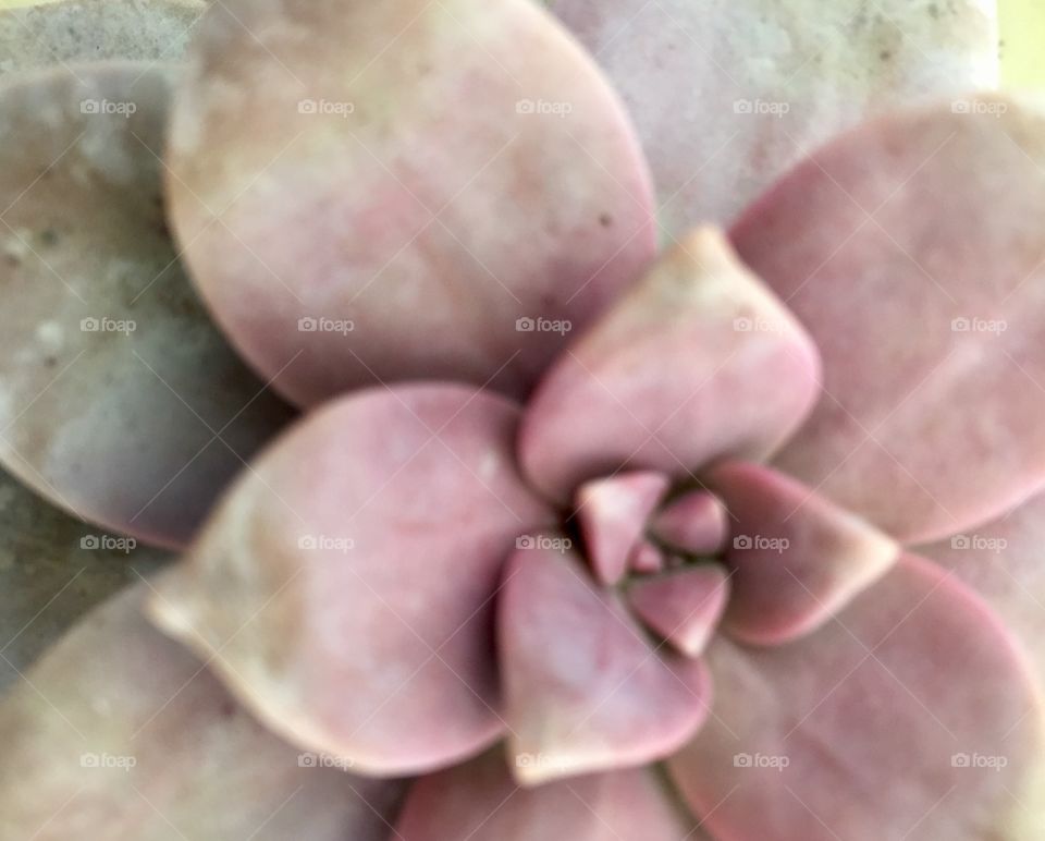 Echevria - misty, mauve and pale green- colored echevria close-up