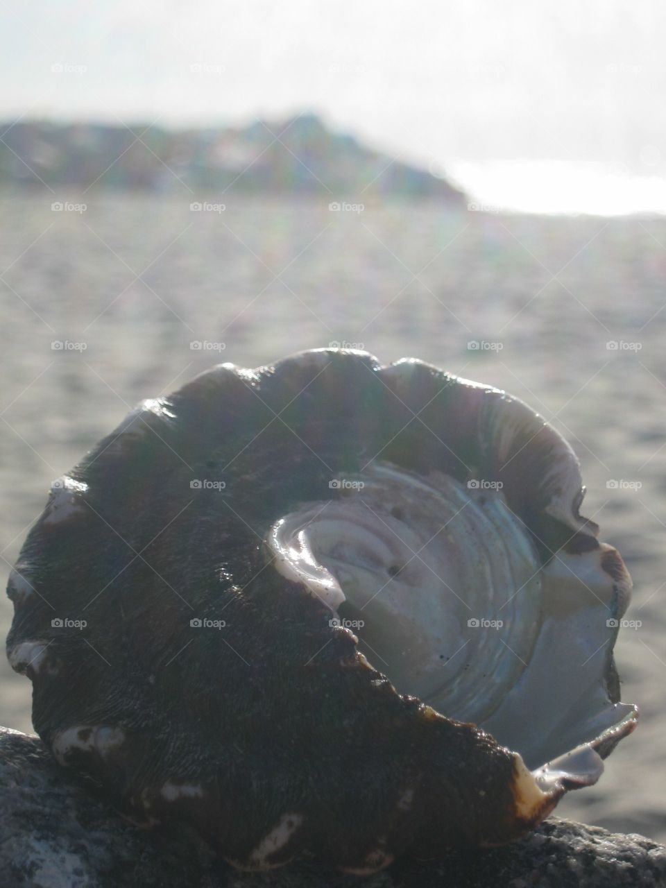 Beautiful big seashell on the beach 