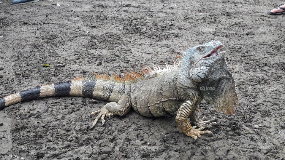 Iguana