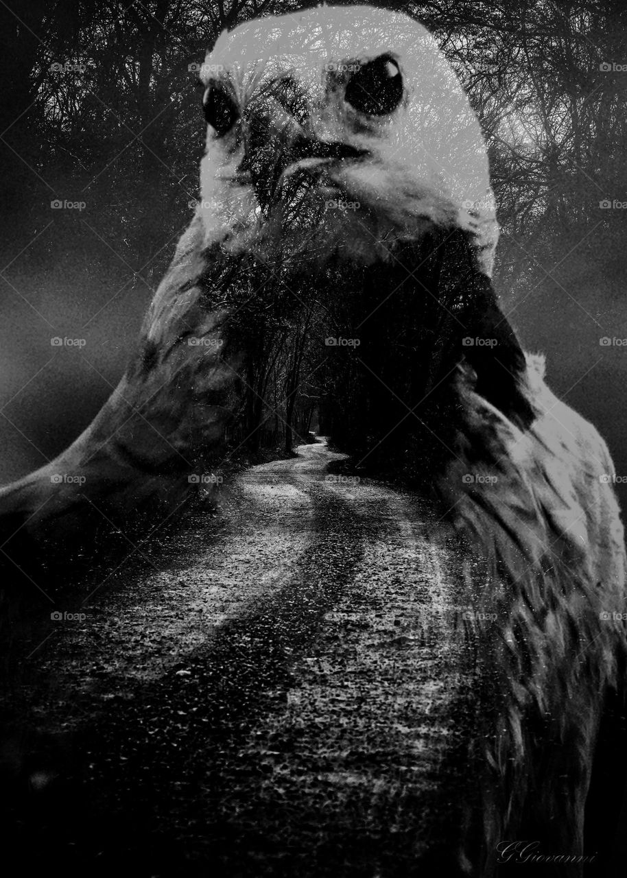 fotografia em dupla exposição onde o corpo da águia se abre para um caminho infinito.