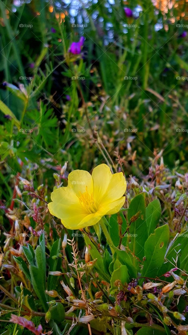 Sunny yellow flower.
