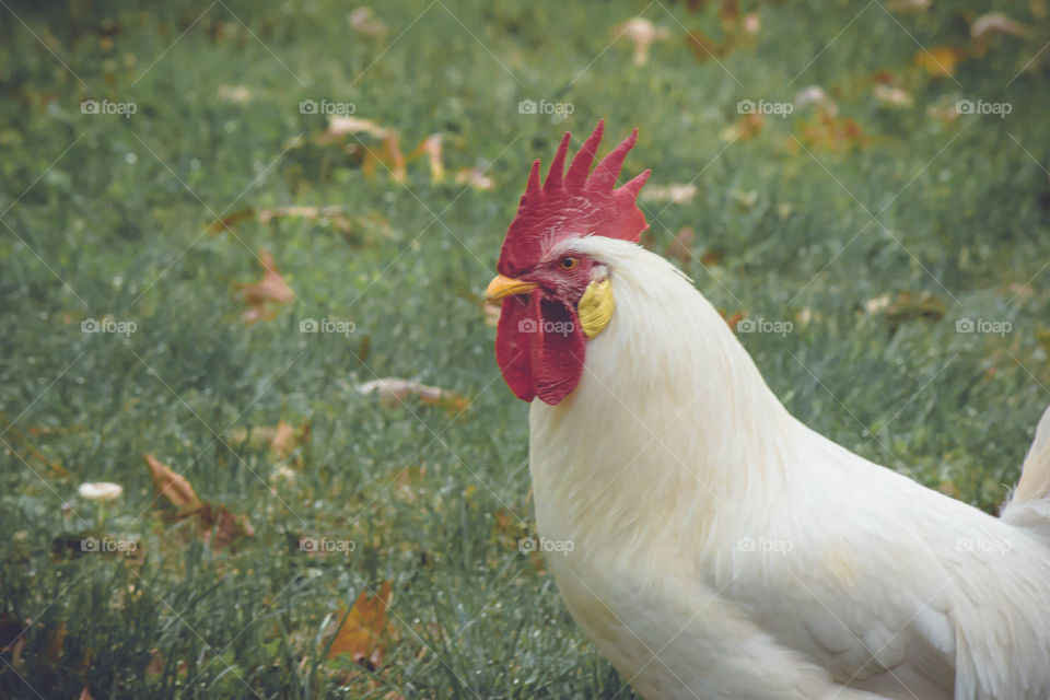 White chicken in grass
