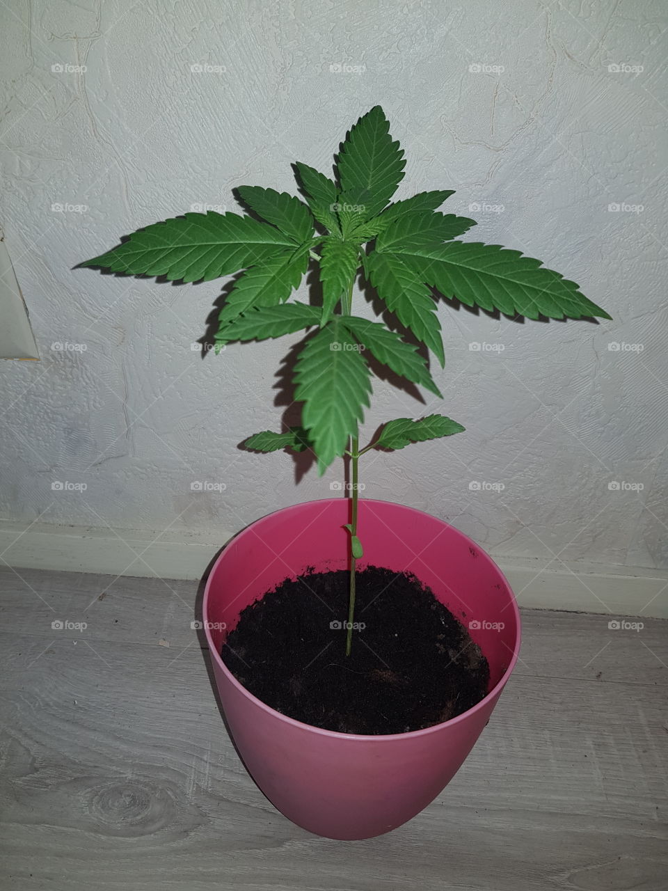 A cannabis plant grows at 18 hours of light and 6 hours of darkness. During this period, the plant will only grow and grow.