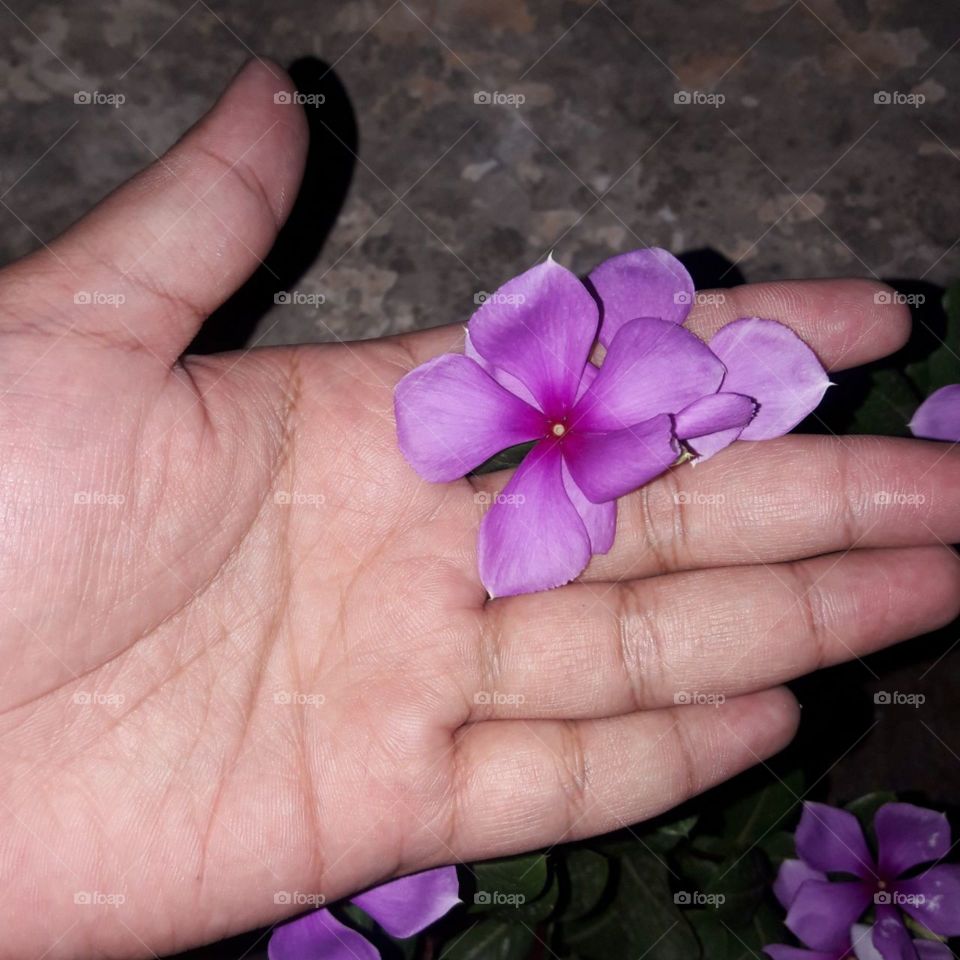 flower on hand