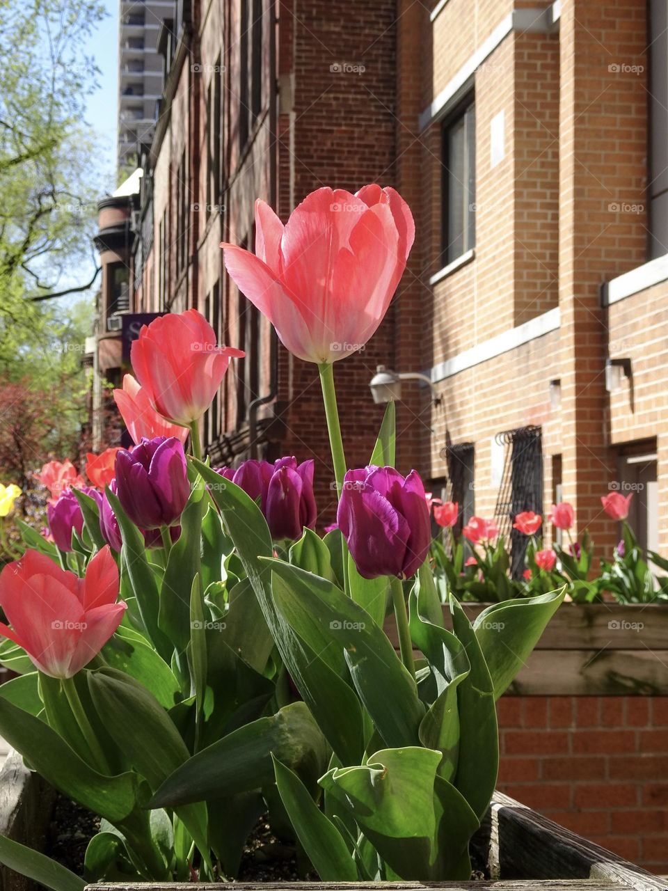 Beautiful colorful tulips in front of a building.