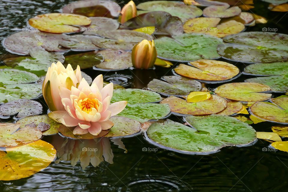 Water Lily Flowers and Lily Pads
Water lily flowers in a lily pad flowing in a koi pond at Deep Cut Gardens in Middletown, NJ.