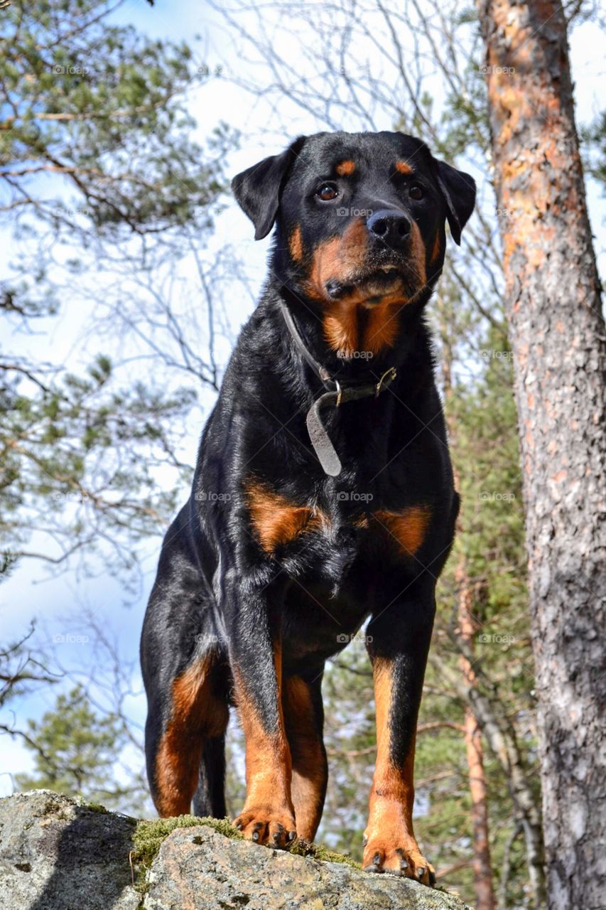 My beloved rottweiler soon ten years old