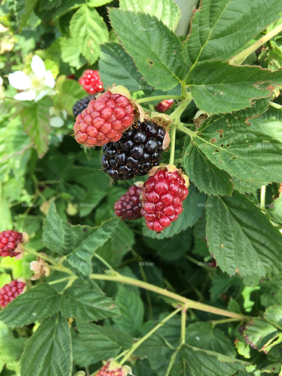 Berries ripening on bush