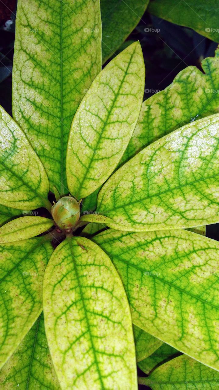 Leaf, Flora, Nature, Growth, Summer