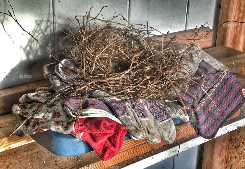 Bird nest on garden gloves