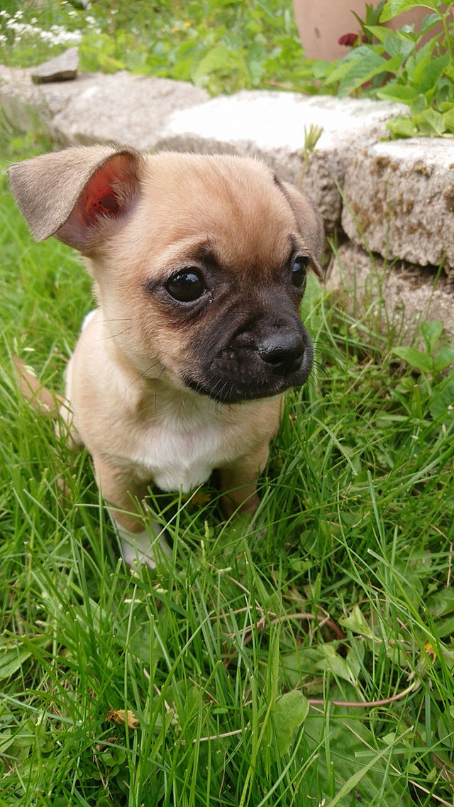 Happy dog
