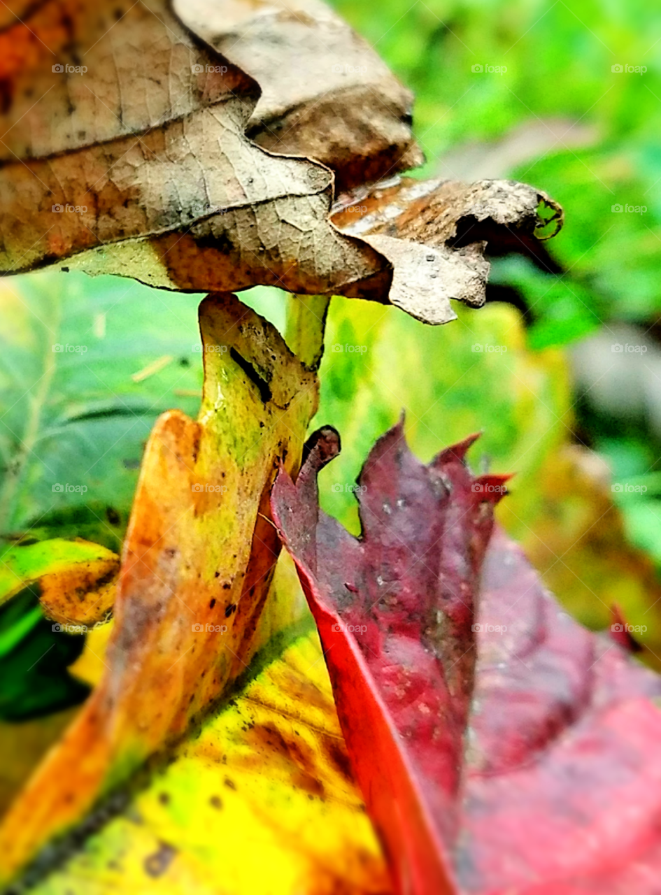 trio of Autumn leaves