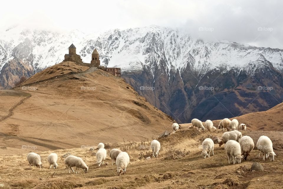 Sheep, No Person, Mountain, Livestock, Outdoors