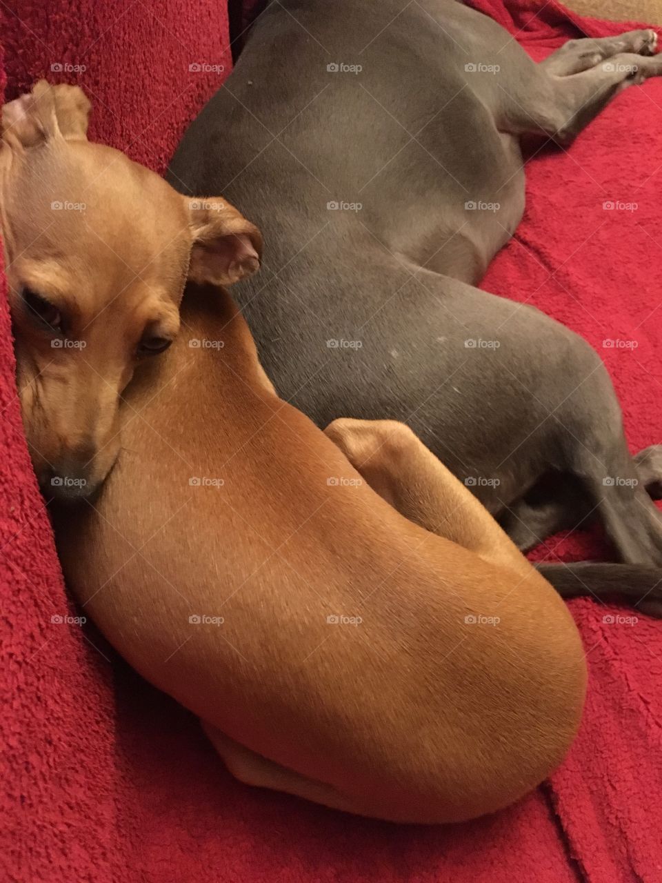 Amber the Italian greyhound puppy twisted and relaxing on the sofa with Libby the whippet 