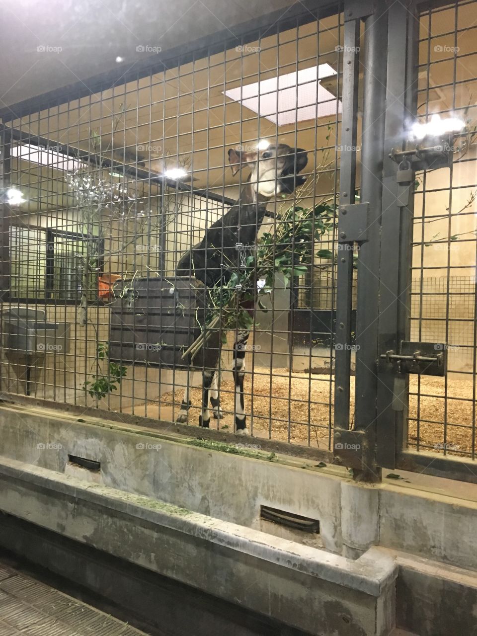 Okapi at Ueno Zoo