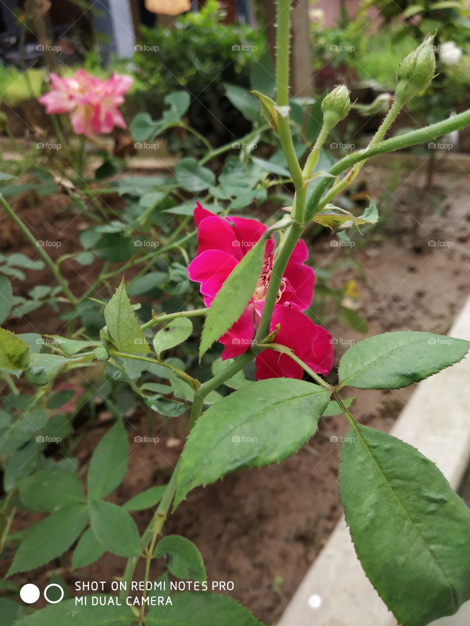 flower,ROSE