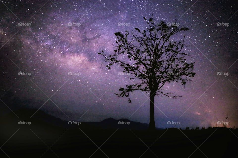 Tree, Landscape, Moon, Silhouette, No Person