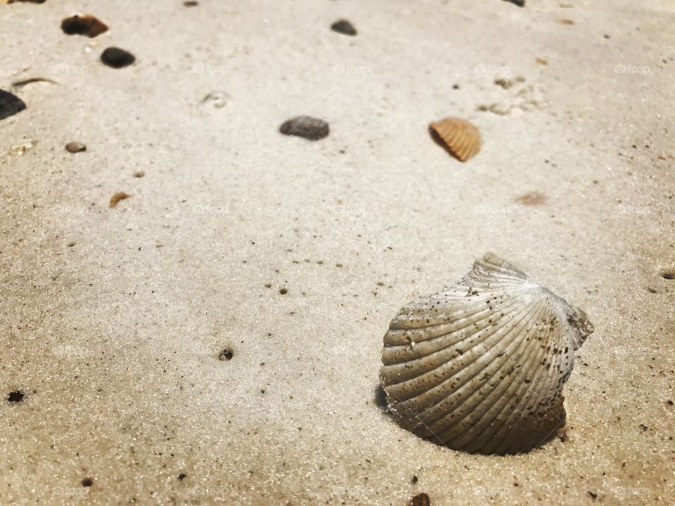 Seashell by the seashore