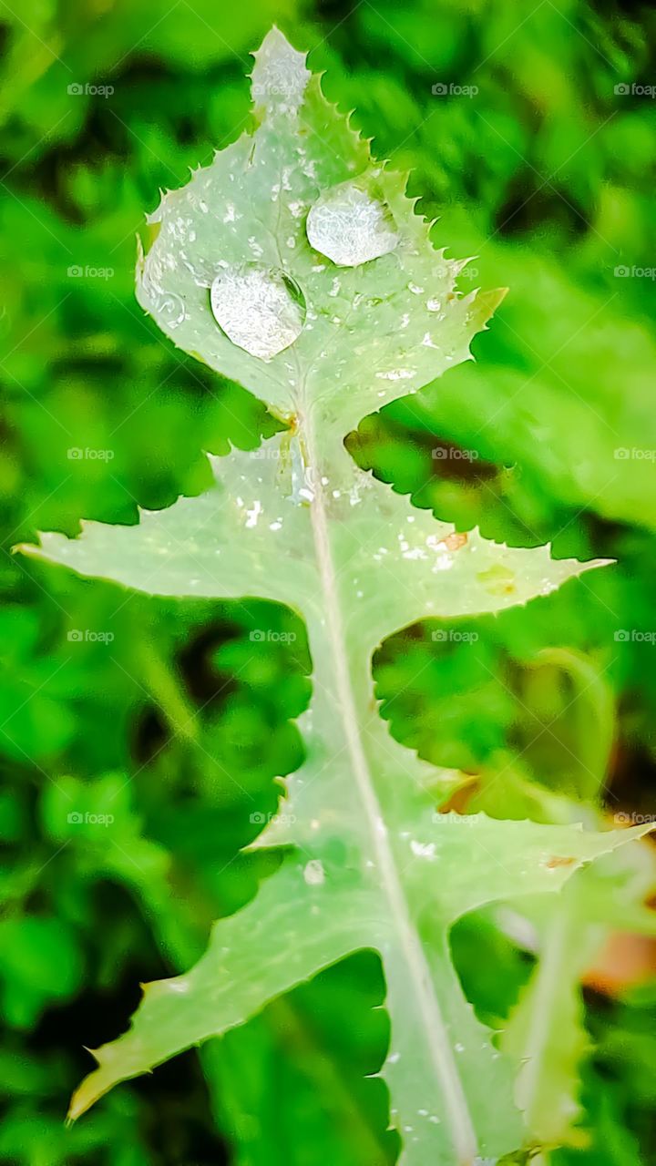 Leaf with rain drops.