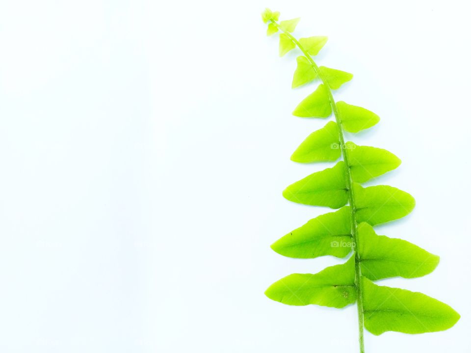 Leaf fresh with green color with white background