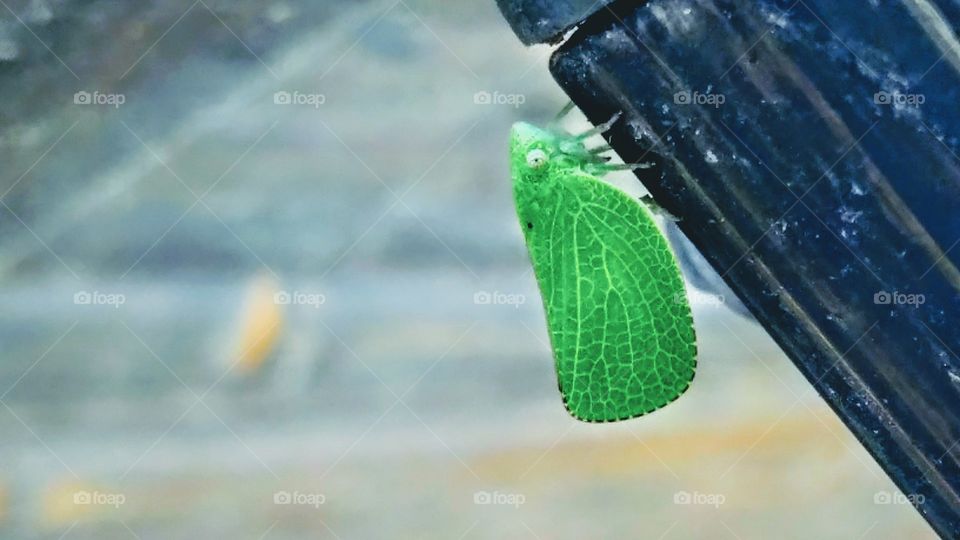 leaf bug