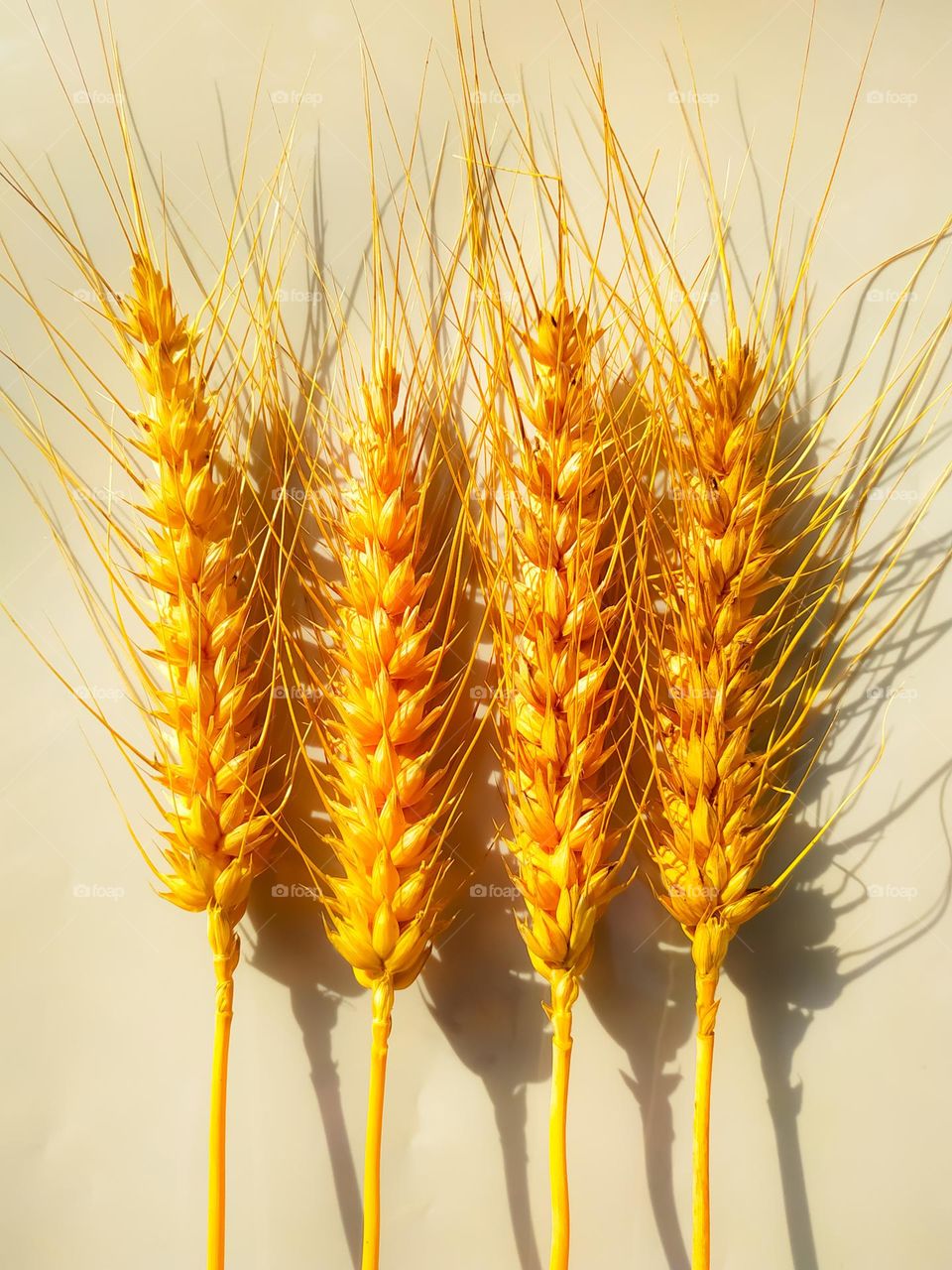 Close Up of golden ripe wheat isolated on white background. Selective focus