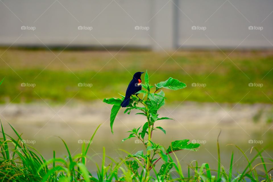 Red wing blackbird 